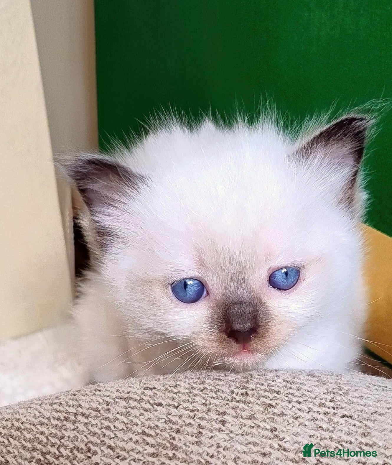 Ragdoll cats Pure bred Ragdolls need loving homes - Advert 2