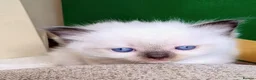 Ragdoll cats for sale: Pure bred Ragdolls need loving homes - Advert 24