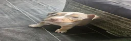 Olde English Bulldogge dogs for sale: Olde english bulldog - Advert 15