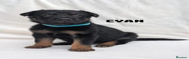 German Shepherd Puppy 2