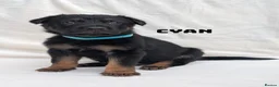 German Shepherd dogs for sale: Beautiful German Shepherd Pups in Warrington - Advert 11