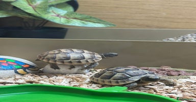 Tortoise reptiles - Advert 2