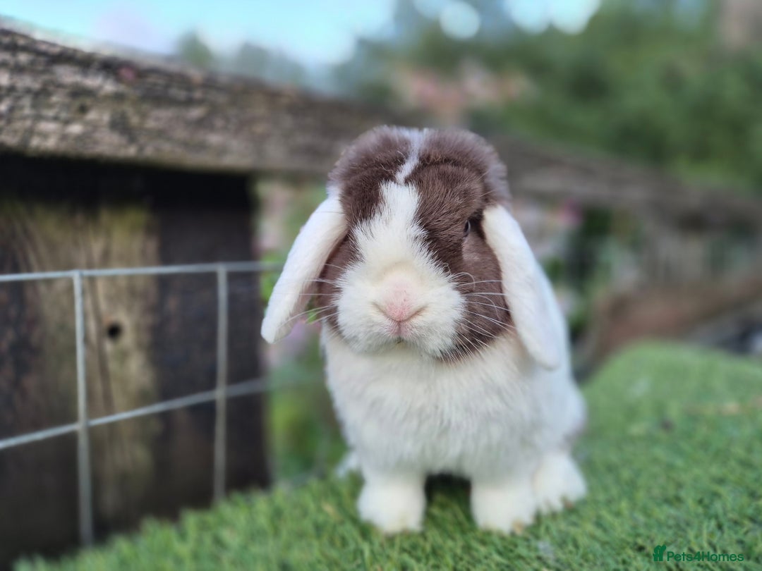 Mini Lop rabbits for sale: Adult mini lops for sale  - Image 1