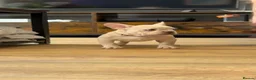French Bulldog dogs for sale: KC reg, French Bulldog pup is looking for family  - Advert 20