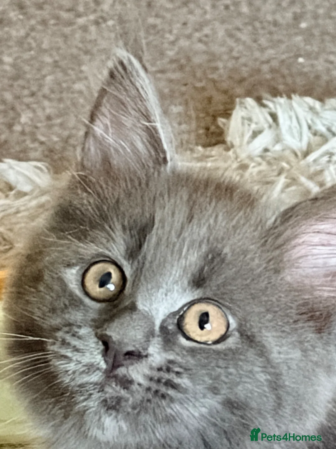 Maine Coon cats for sale: Gorgeous playful Maine coon kittens - Advert 2