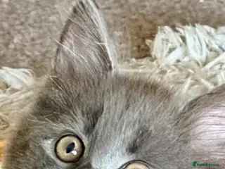 Maine Coon cats Gorgeous playful Maine coon kittens - Advert 1