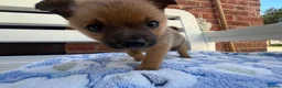 Mixed Breed dogs for sale: Adorable Jack-A-Pom Boy-Ready for His Forever Home - Advert 1
