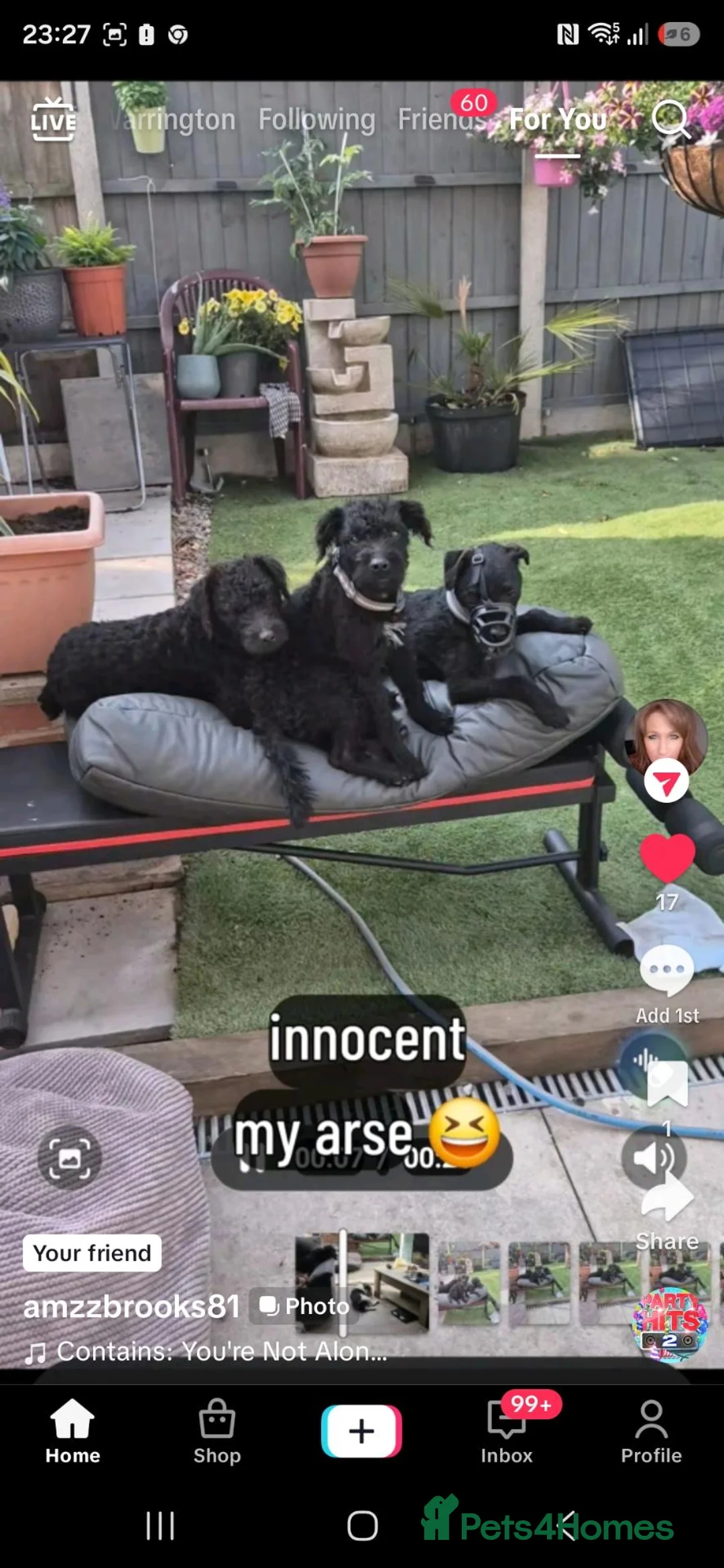 Mixed Breed dogs for sale: Patterjacks parson terrier x patterdale - Advert 6