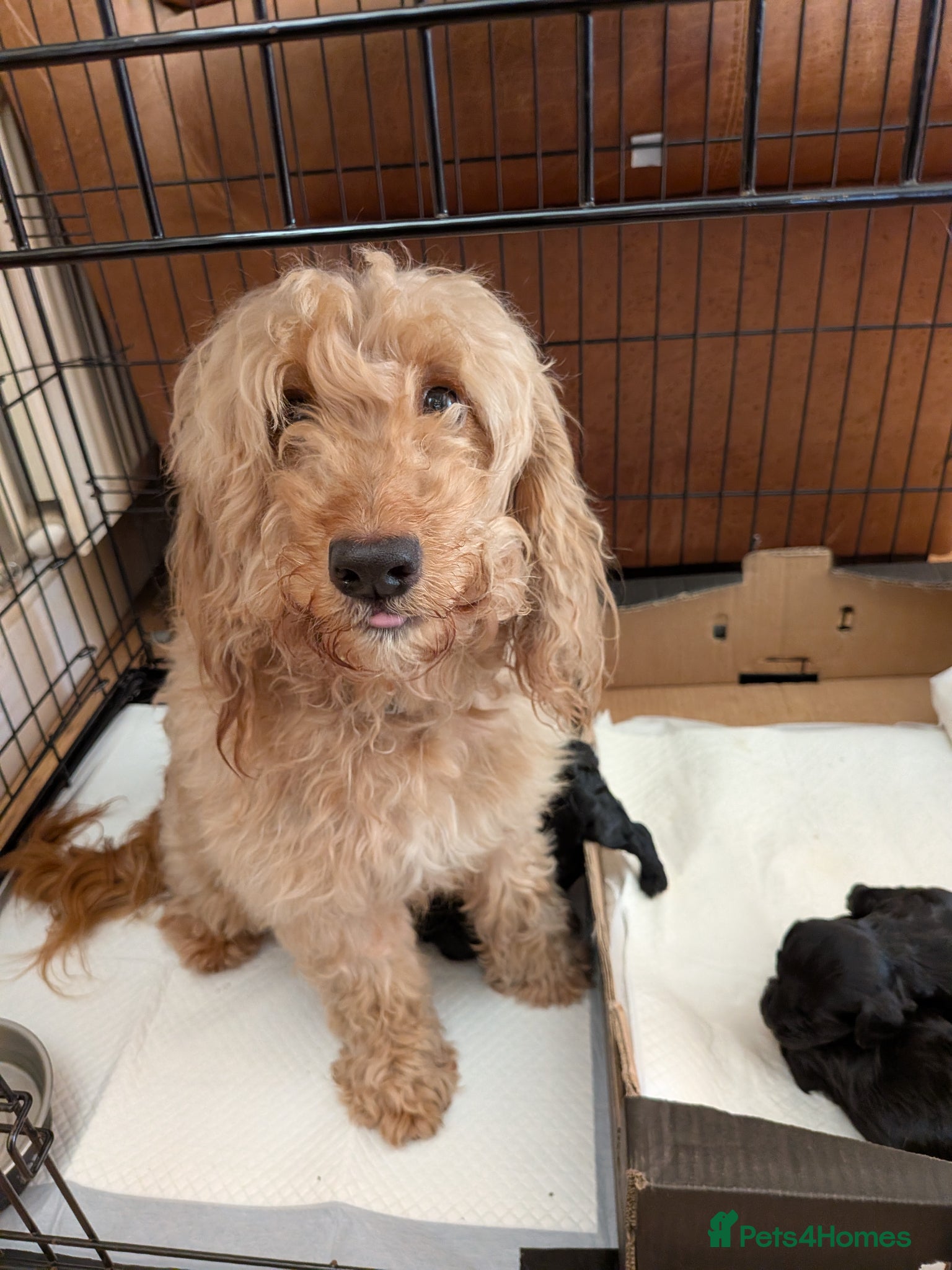 Cockapoo dogs Black Cockapoo pups with tiny white markings  - Advert 1