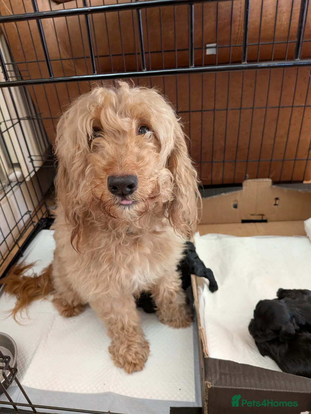 Cockapoo dogs for sale: Black Cockapoo pups with tiny white markings  in Bolton - Advert 1
