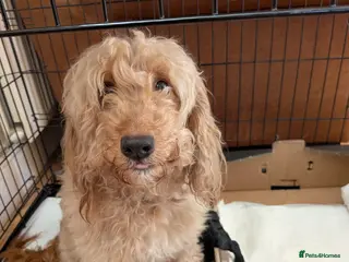 Cockapoo dogs Black Cockapoo pups with tiny white markings - Advert 2