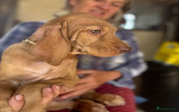 Hungarian Vizsla dogs for sale: Wire haired vizsla X  - Image 21