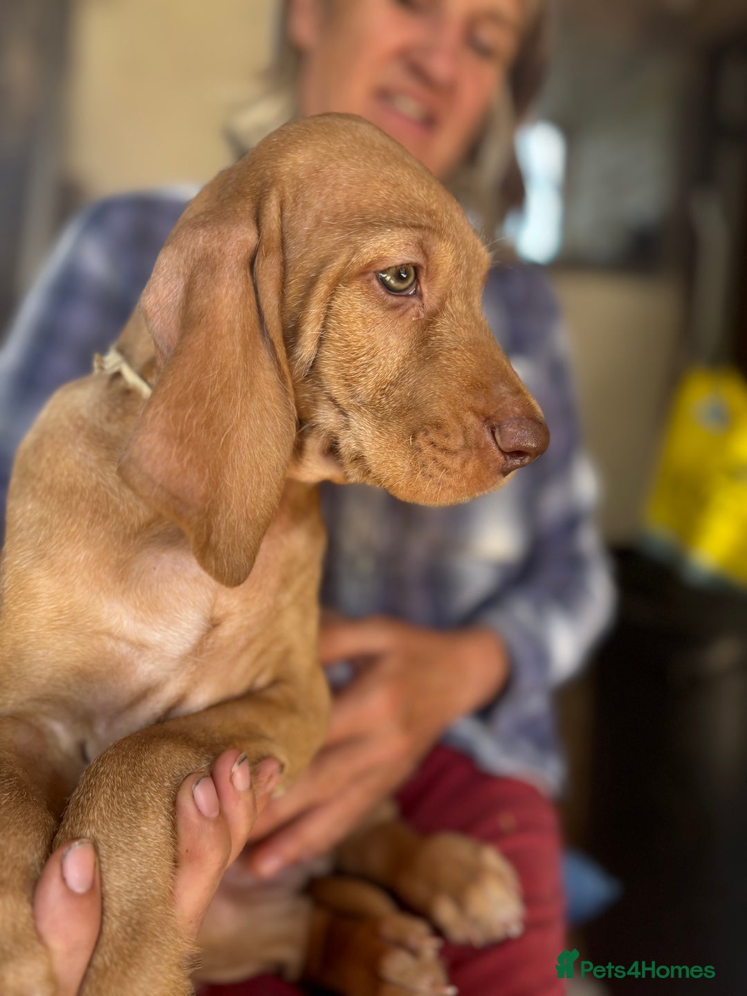 Hungarian Vizsla dogs for sale: Wire haired vizsla X  - Image 21