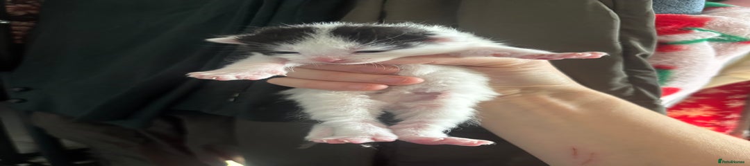 Mixed Breed Kitten 3