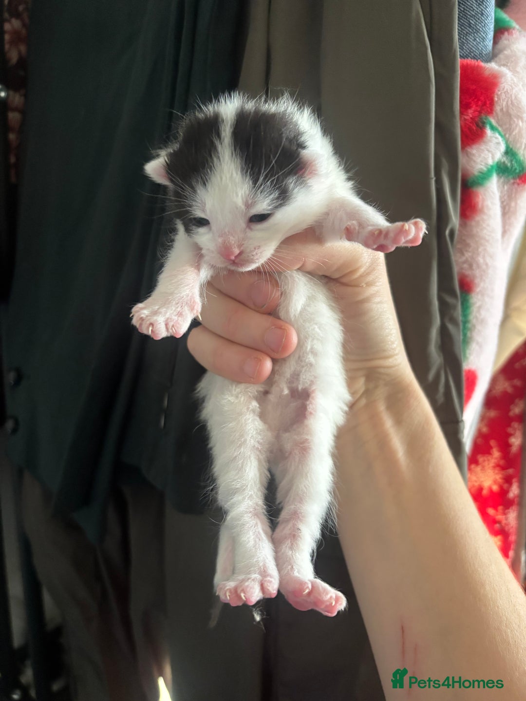 Mixed Breed cats for sale: Beautiful Black & White Kittens - Advert 4