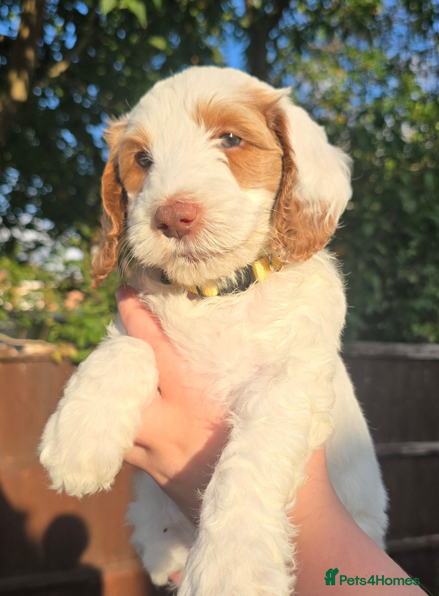 Cockapoo dogs Blue Apricots Parti Most loved Cockapoo Puppies - Advert 2