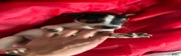 Jack Russell dogs for sale: Outstanding jack russell puppies - Advert 9