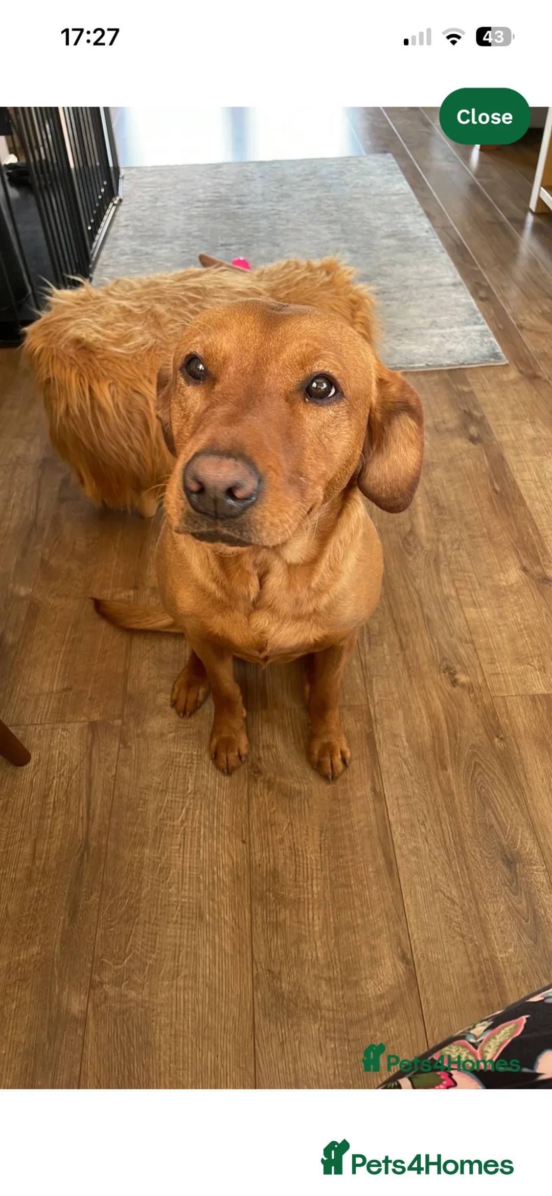 Labrador Retriever dogs for sale: Beautiful Labrador puppies in Wolverhampton - Advert 7