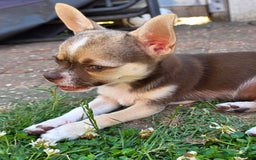 Chihuahua dogs for sale: BOY  Ready To Go✔️ in Basildon - Image 7