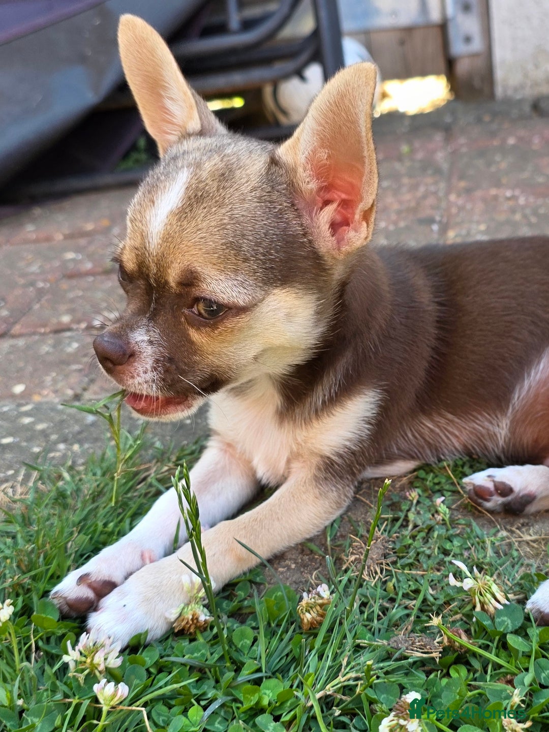 Chihuahua dogs for sale: BOY  Ready To Go✔️ in Basildon - Image 7
