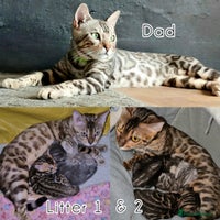 Bengal cats - Advert 1