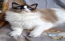Ragdoll cats for sale: Exceptional bloodlines Ragdolls 💞💞 - Image 4