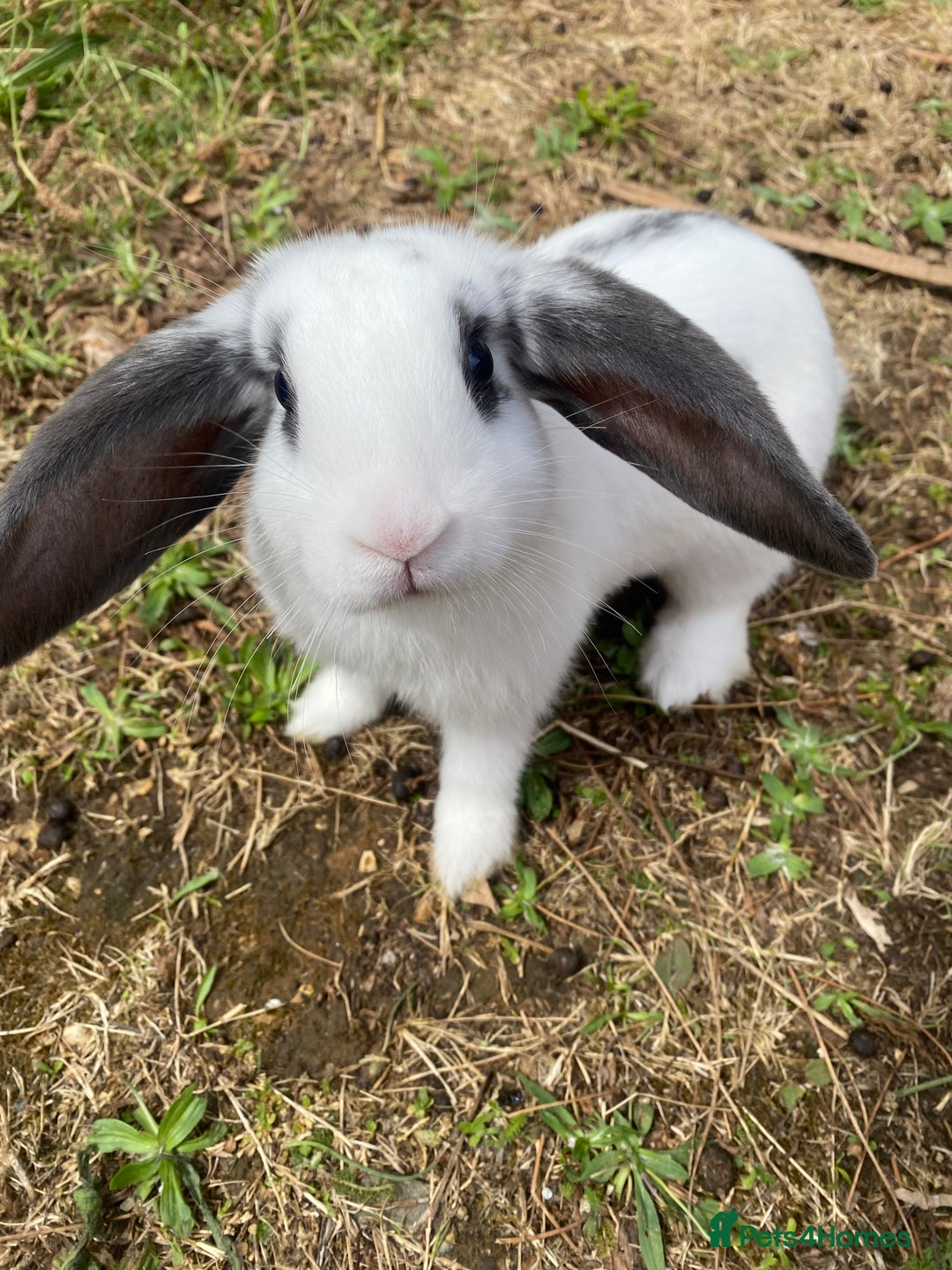 Mini Lop rabbits for sale: Marshmallow  - Image 2