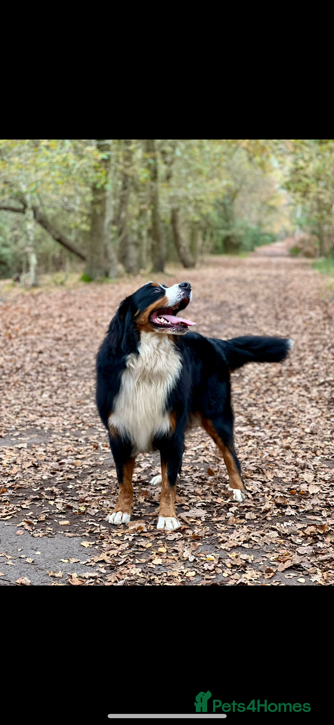 Bernedoodle dogs for sale: Health tested F1 tri bernedoodles last pup - Image 8