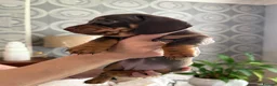 Miniature Dachshund dogs for sale: Chocolate & Tan Miniature Dachshund Puppies  - Advert 10