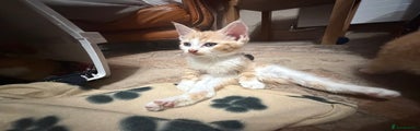 Mixed Breed Kitten 2