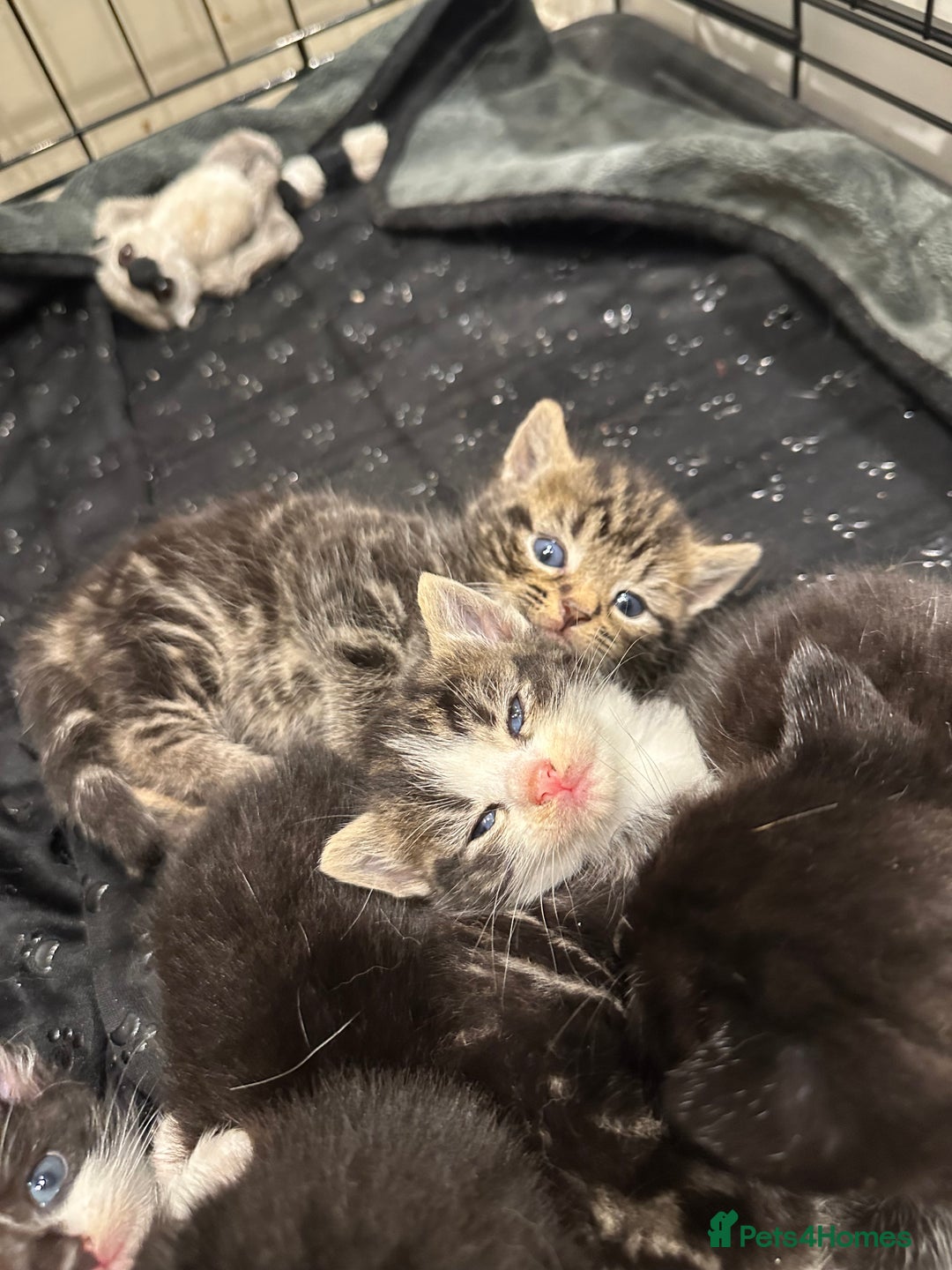 Domestic Shorthair cats for sale: Kittens - Image 16