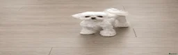 Maltipoo dogs for sale: Luxury Asian Maltipoo Girls 🩷 - Advert 21