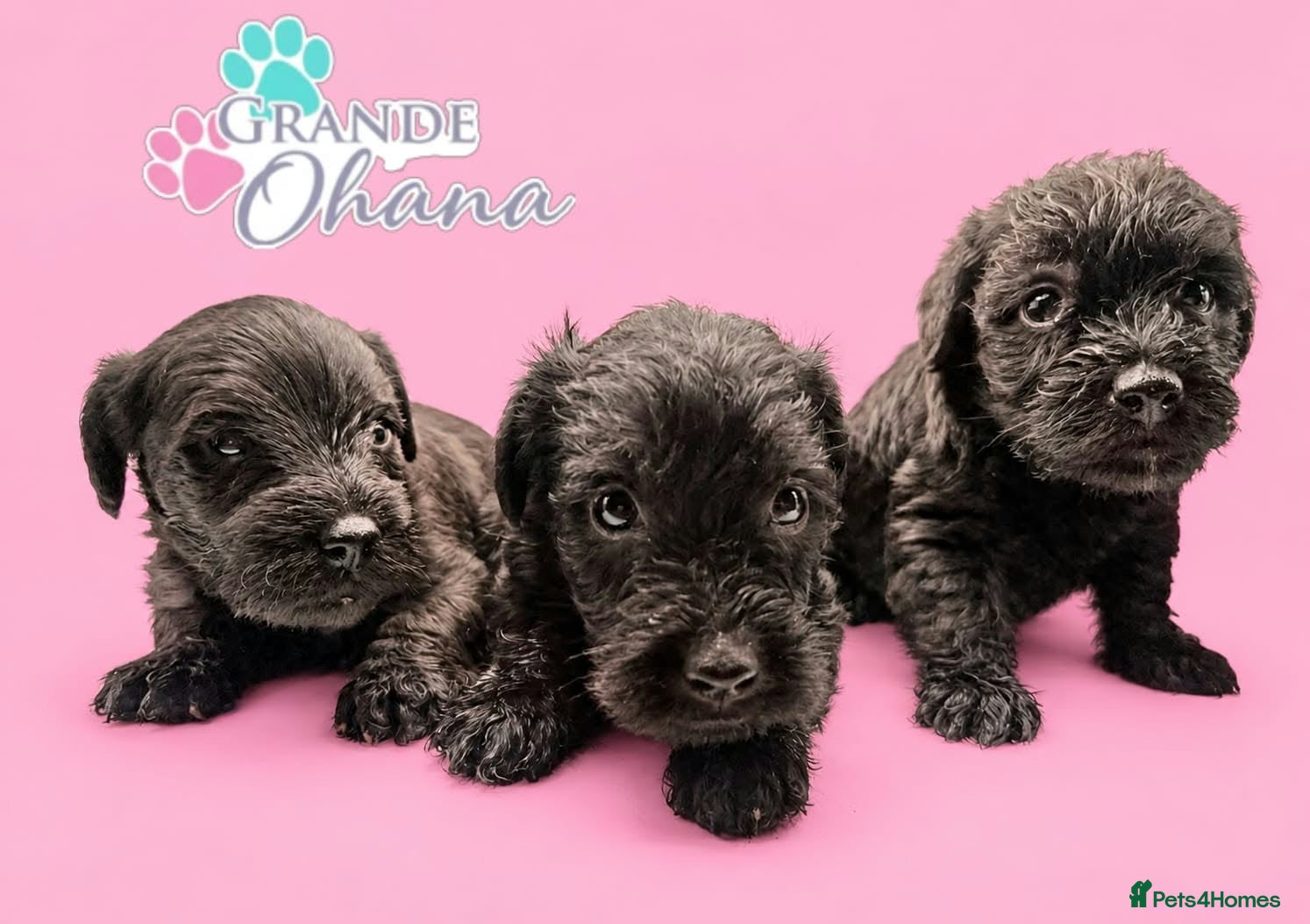 Schnoodle dogs for sale: First Puppy Sold 😍 - Advert 2