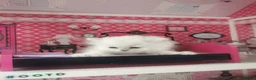 Scottish Fold cats for sale: Scottish Fold  Last Girl - Advert 13