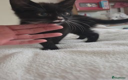 Mixed Breed cats for sale: 3 x 12 week kittens for sale - Image 2