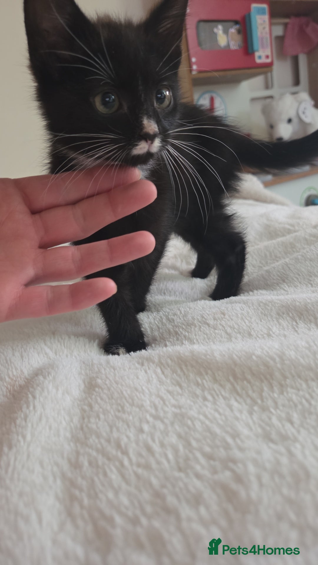 Mixed Breed cats for sale: 3 x 12 week kittens for sale - Image 2