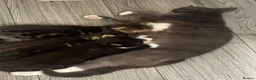 Mixed Breed cats for sale: Kittens  - Advert 2