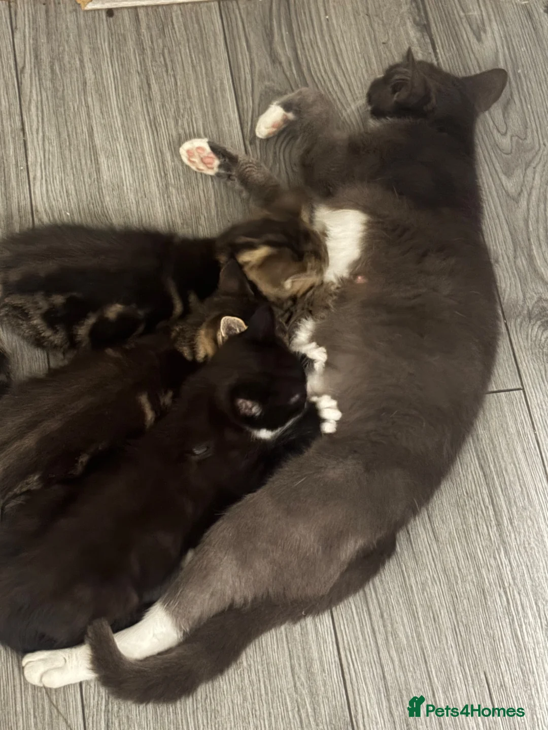 Mixed Breed cats for sale: Kittens  - Advert 2