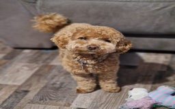 Poochon dogs for stud: Stunning Male poochon for stud  - Image 3