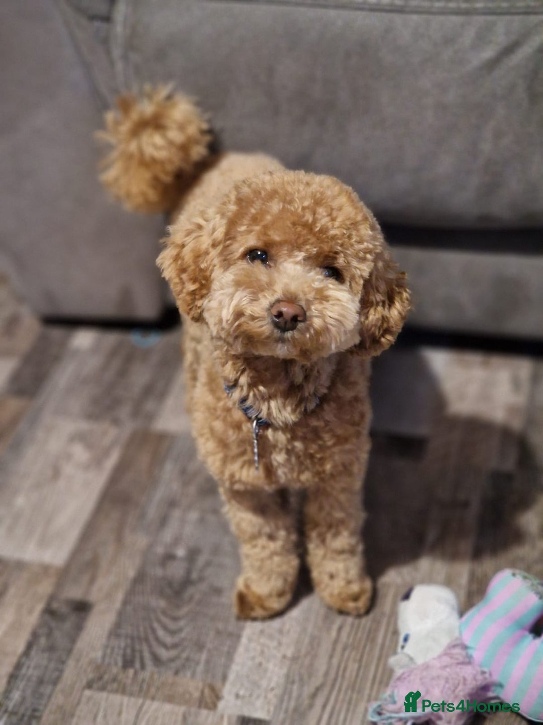 Poochon dogs for stud: Stunning Male poochon for stud  - Image 3