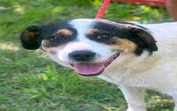 Mixed Breed dogs for adoption: 💛🐾 Flora – wearing her beautiful smile 🐾💛 - Image 2