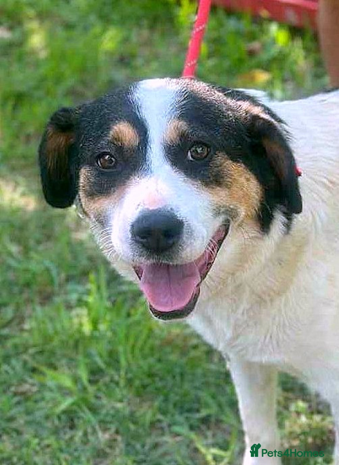 Mixed Breed dogs for adoption: 💛🐾 Flora – wearing her beautiful smile 🐾💛 - Image 2