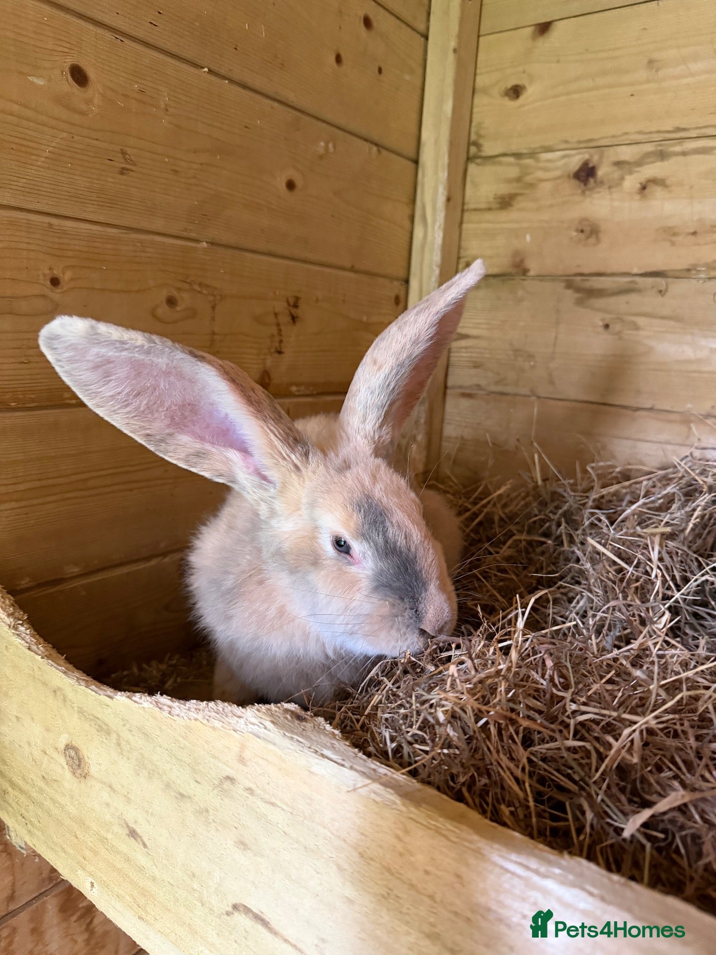 Ragdoll cats for sale: Continental giant rabbit - Advert 12