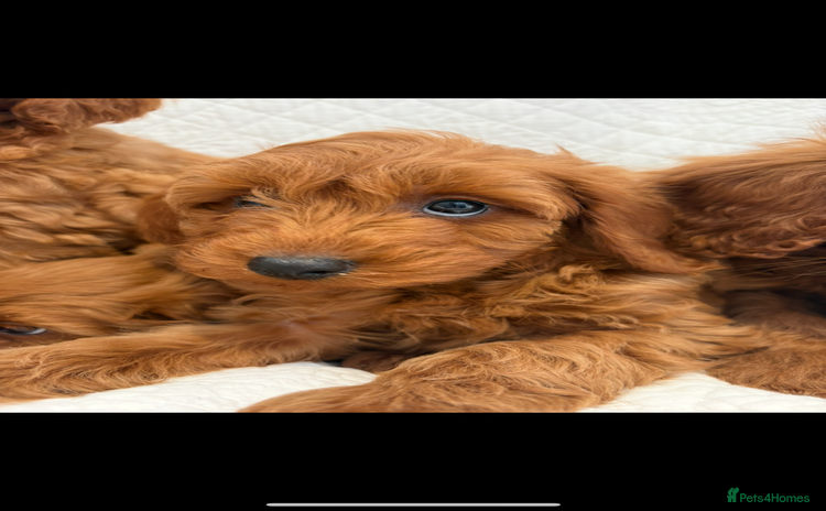 Labradoodle dogs - Advert 10