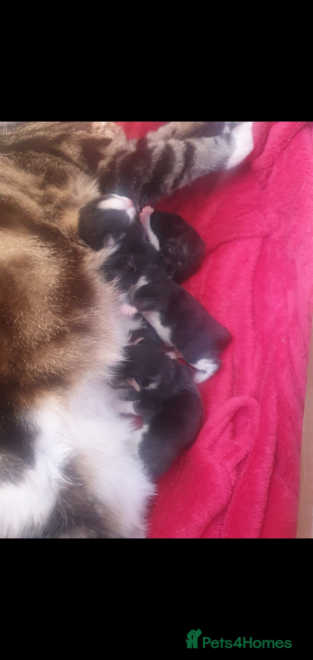British Longhair cats for sale: Beautiful fluffy kittens - Image 9