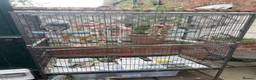 Parrots birds for sale: Super friendly African grey.  in Melton Mowbray - Advert 3