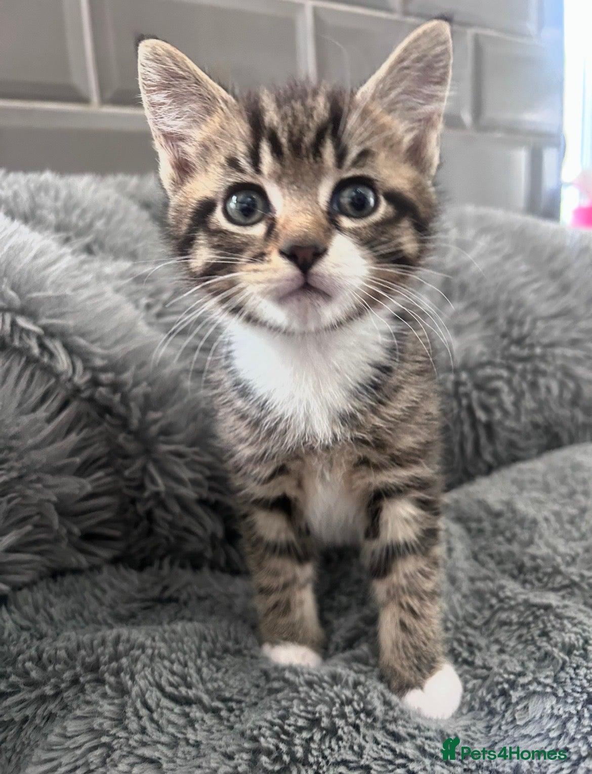 Mixed Breed cats Kittens 1/4 Maine coon.7 weeks and ready to leave. - Advert 9