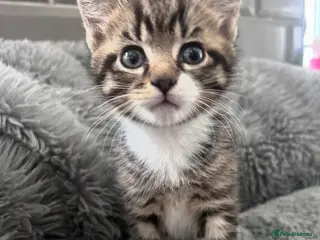 Mixed Breed cats Kittens 1/4 Maine coon.7 weeks and ready to leave. - Advert 9