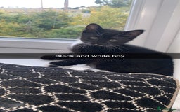 Domestic Shorthair cats for sale: Beautiful black and white and black kittens  - Image 1