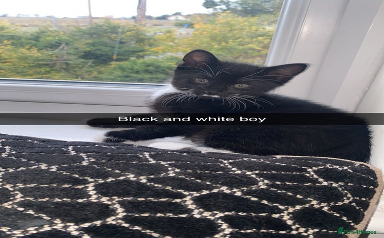Domestic Shorthair cats - Advert 1